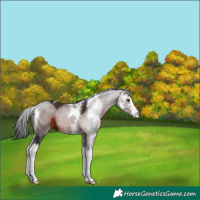 Horse Color:Brown Sabino Varnish 