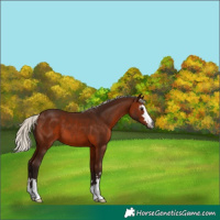 Horse Color:Gray Silver Bay Appaloosa
