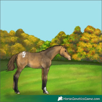 Horse Color:Buckskin Varnish 