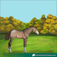 Horse Color:Bay Dun Appaloosa 