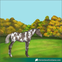 Horse Color:White Spotted Silver Black Appaloosa 