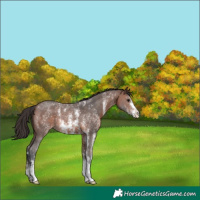 Horse Color:Brown Sabino Appaloosa 