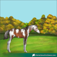 Horse Color:Bay Sabino Varnish 
