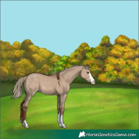 Horse Color:Liver Red Dun Appaloosa 