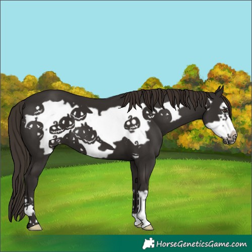 Horse Color:Liver Chestnut Frame 