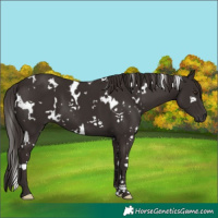 Horse Color:White Spotted Liver Chestnut