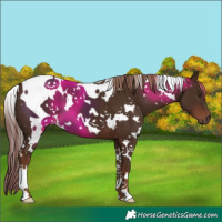 Horse Color:White Spotted Liver Chestnut 