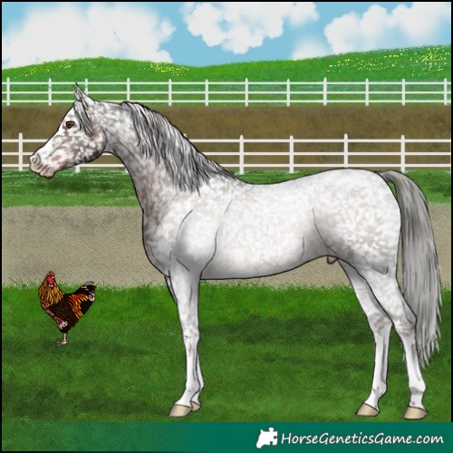 Horse Color:Liver Chestnut Mushroom Snowflake Varnish 