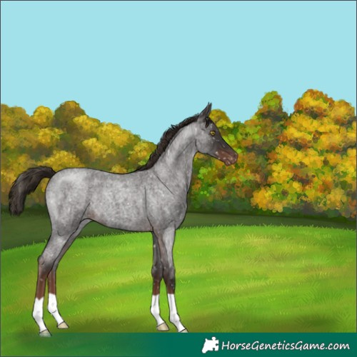 Horse Color:Liver Red Roan Appaloosa 