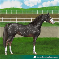 Horse Color:Liver Chestnut Appaloosa 