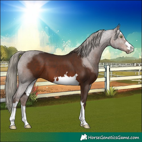 Horse Color:Liver Chestnut Mushroom 