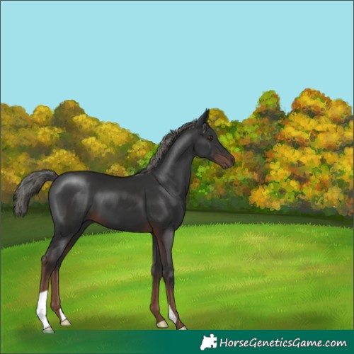 Horse Color:Liver Chestnut Mushroom 