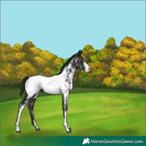 Horse Color:Brown Mushroom Sabino Appaloosa 