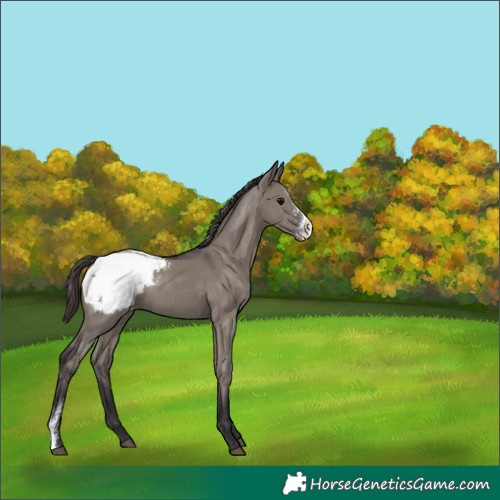 Horse Color:Smoky Grullo Sabino Appaloosa 