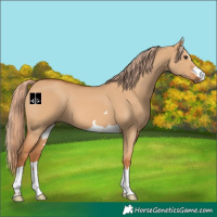 Horse Color:Red Dun 