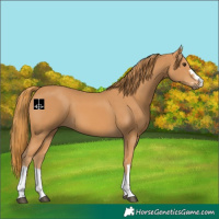 Horse Color:Chestnut 