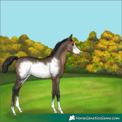 Horse Color:Brown Dun Frame 