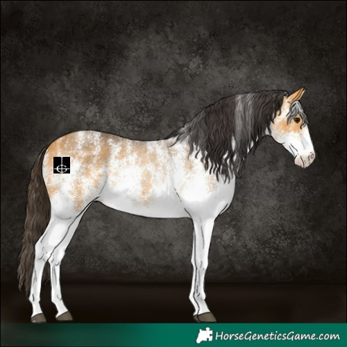 Horse Color:White Spotted Buckskin 