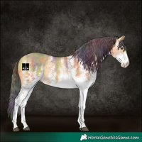 Horse Color:Nacre White Spotted Buckskin Dun 
