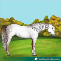 Horse Color:Gray Chestnut Splash Frame  and Gray Chestnut Splash Frame 