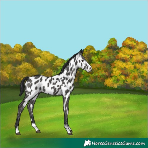 Horse Color:Black Mushroom Appaloosa 