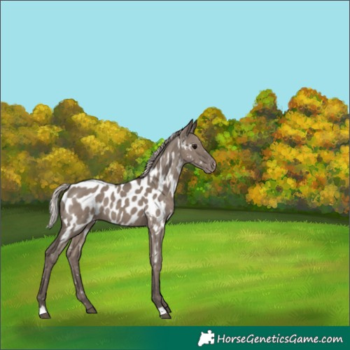 Horse Color:Silver Grullo Appaloosa 