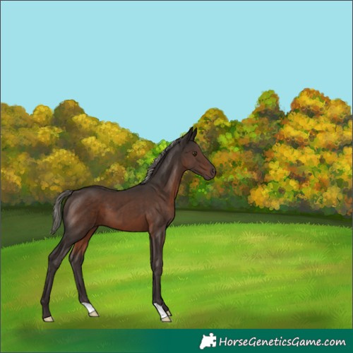 Horse Color:Liver Chestnut Mushroom 