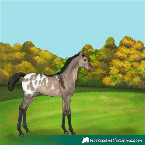 Horse Color:Brown Dun Appaloosa 