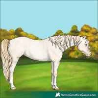 Horse Color:Palomino Roan Pearl  and Buckskin Roan Pearl 