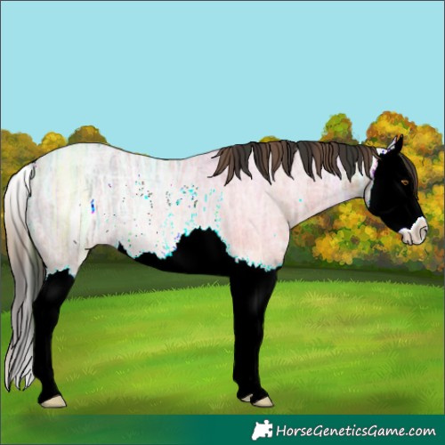 Horse Color:Plaid Bay Ice Roan Splash Rabicano
