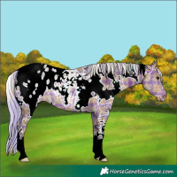 Horse Color:Plaid  White Spotted Silver Brown Ice Appaloosa Rabicano 