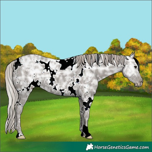 Horse Color:White Spotted Silver Black Ice