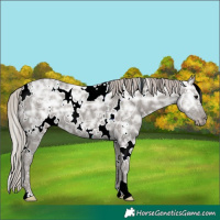 Horse Color:White Spotted Silver Black Ice