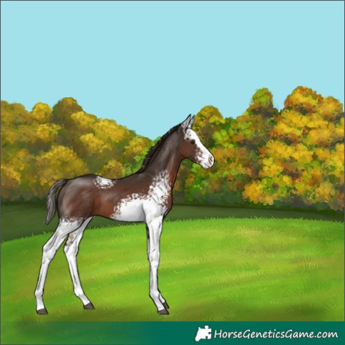 Horse Color:White Spotted Liver Chestnut Splash 