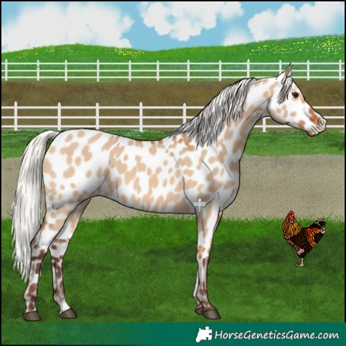Horse Color:Silver Bay Dun Near Leopard 