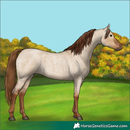 Horse Color:Gray Red Dun Roan 