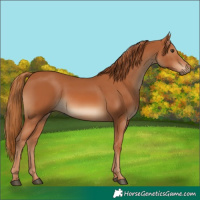 Horse Color:Chestnut 