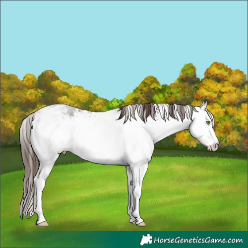 Horse Color:White Spotted Liver Chestnut 