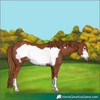 Horse Color:Chestnut Frame Rabicano