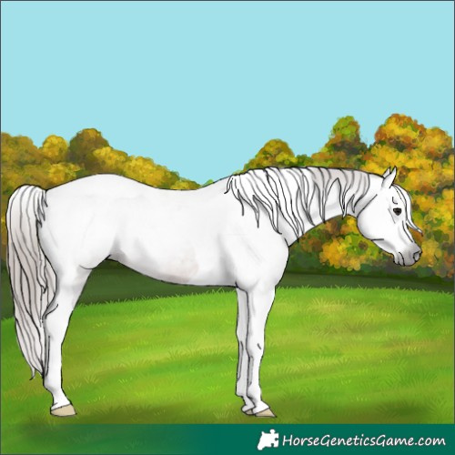 Horse Color:Gray Bay Splash Tobiano Varnish