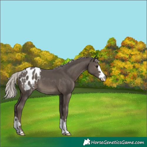 Horse Color:Silver Black Blanket 
