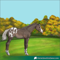 Horse Color:Silver Black Appaloosa 