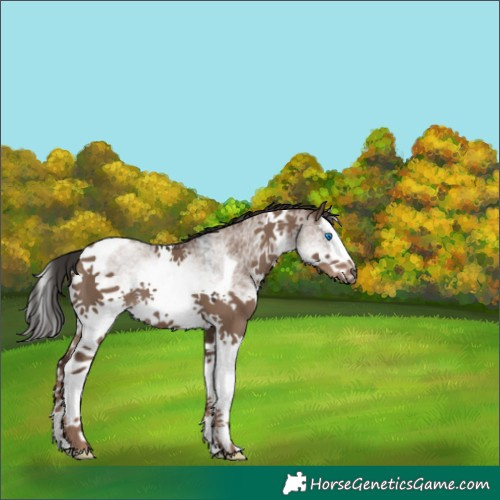 Horse Color:White Spotted Liver Red Dun Splash Tobiano 
