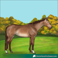 Horse Color:Gray Chocolate Bay Dun Rabicano 