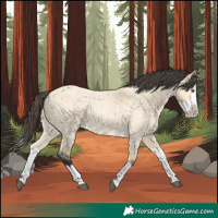 Horse Color:Buckskin Roan Dun Splash 