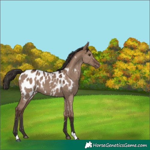 Horse Color:Liver Red Dun Appaloosa 
