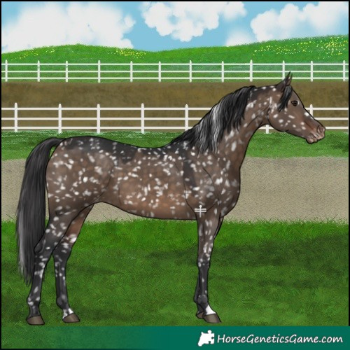 Horse Color:Brown Dun Appaloosa 