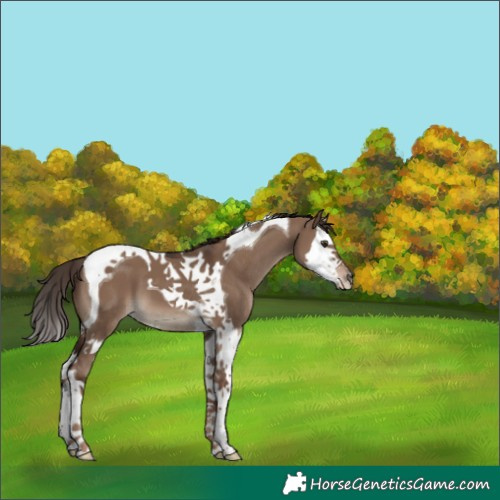 Horse Color:Liver Red Dun Splash Tobiano 