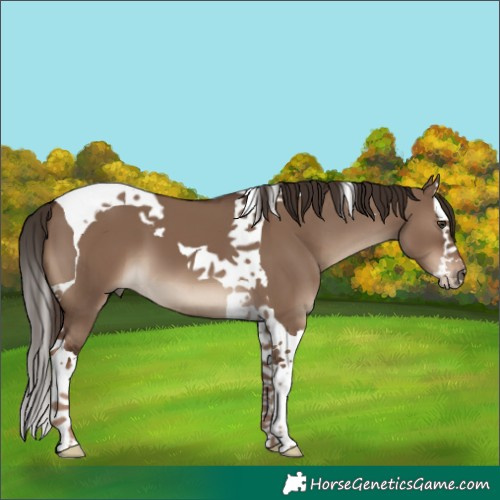 Horse Color:Liver Red Dun Splash Tobiano 