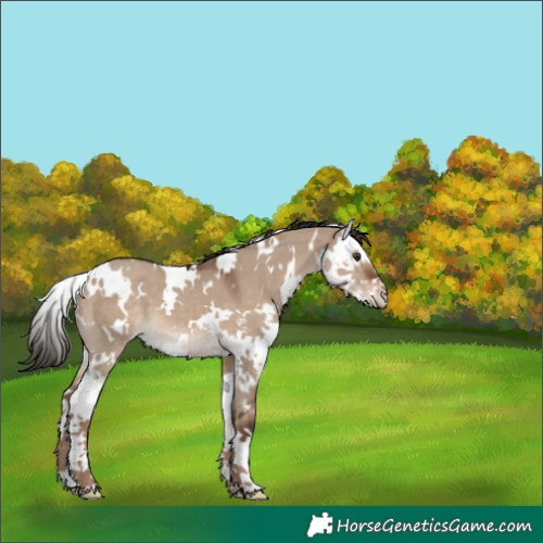 Horse Color:White Spotted Liver Red Dun Splash 